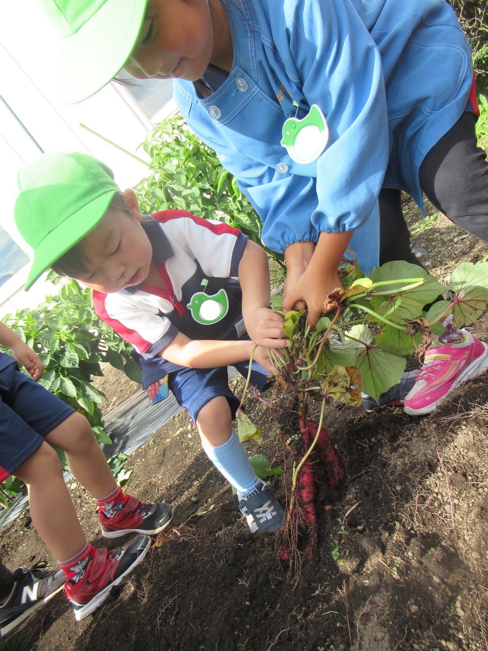 わかばたけ さつまいも収穫 トピックス 千歳わかば幼稚園 第２わかば幼稚園 学校法人 富士学園